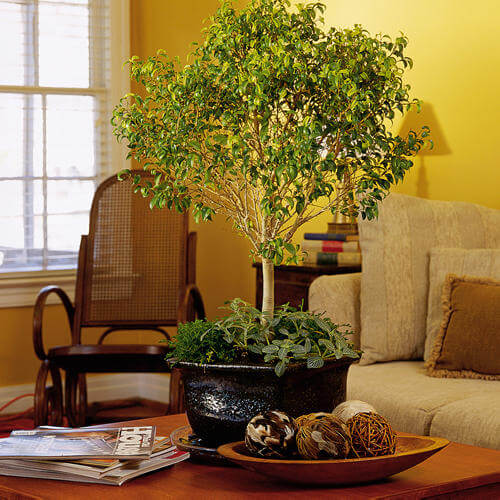 Indoor ficus plant