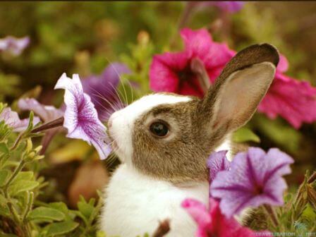 Easter bunny in flower garden