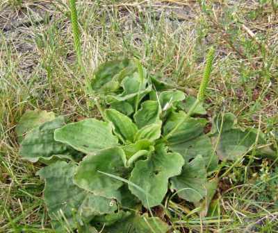 Plantain weed