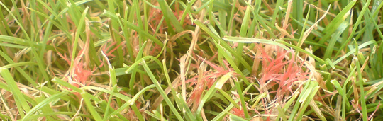 Red thread disease in lawn