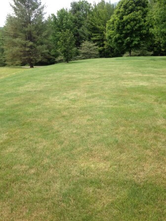 Older red thread in a home lawn