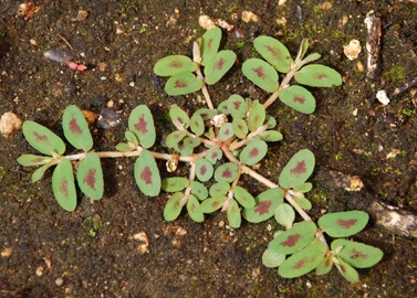 Spurge is a fast growing summer annual weed.