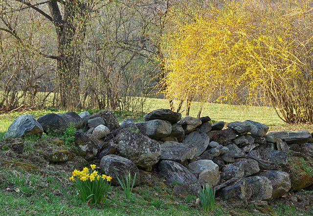 Early spring is a great time to have a professional arborist evaluate your trees and shrubs. Photo by Putney Pics.