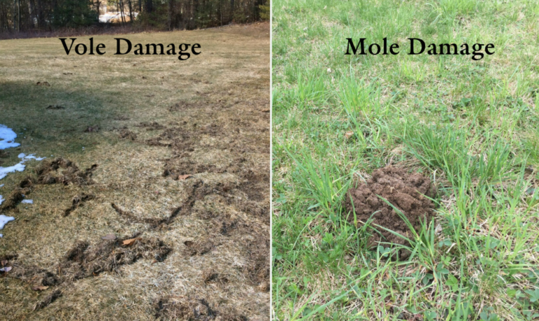 Voles Moles In Your Lawn Chippers Inc voles-moles-in-your-lawn-chippers-inc