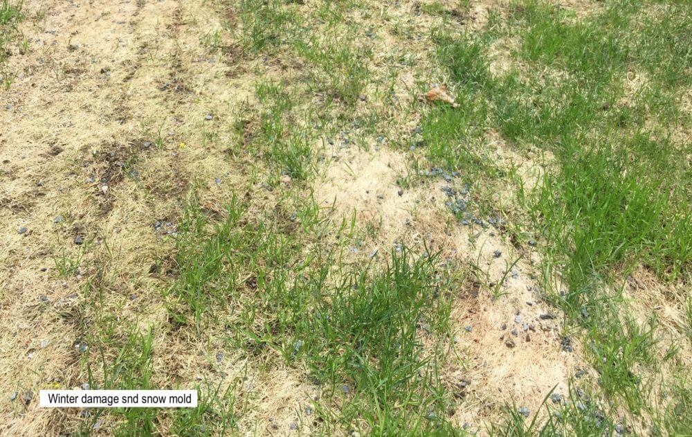 Winter damage and snow mold