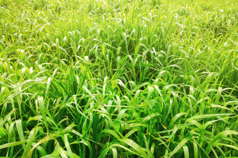 Crabgrass