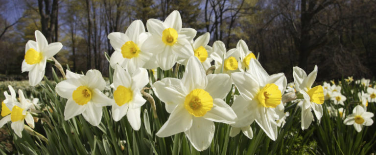 A sunny yellow and white daffodil garden bursts forth in a grove of trees.