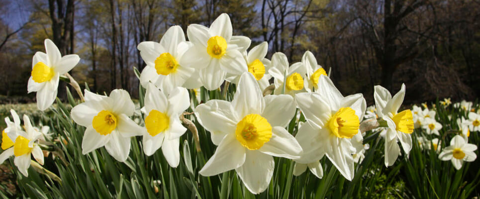 A sunny yellow and white daffodil garden bursts forth in a grove of trees.