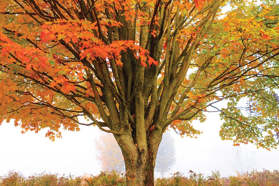 Lone maple tree during early morning fog on an autumn morning.