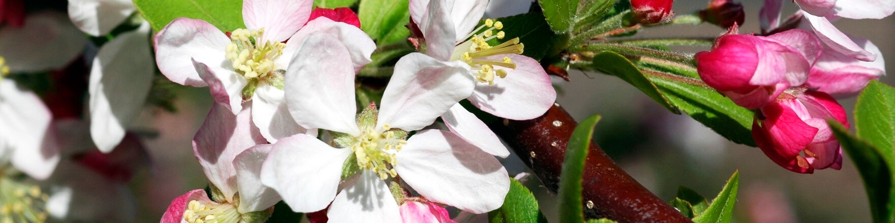 Pink crabapple tree blossoms in spring.