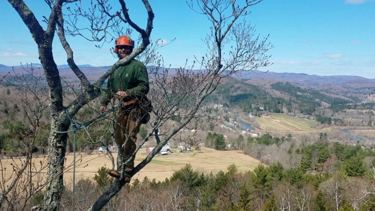 Chippers Arborist high in tree