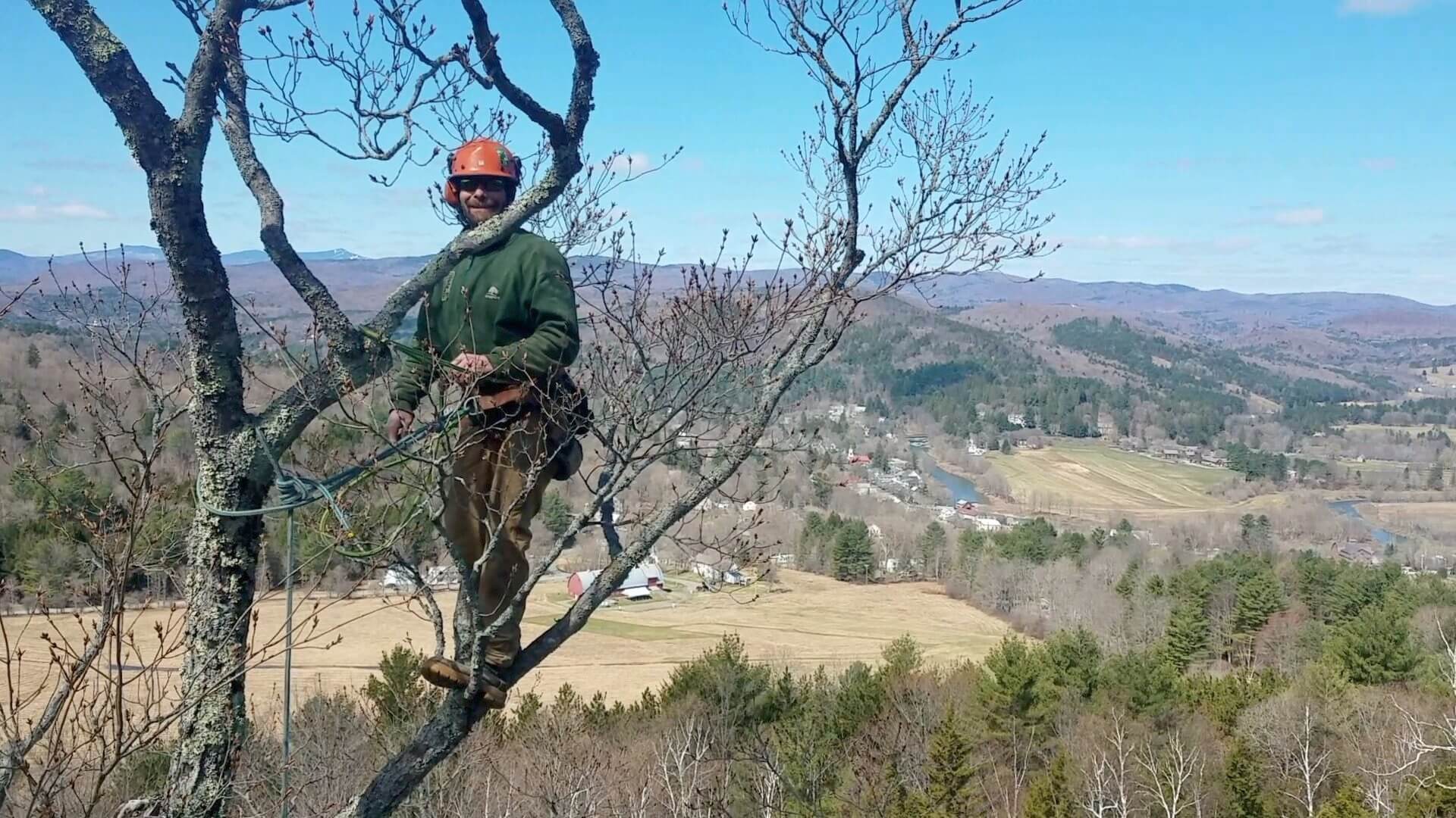Chippers Arborist high in tree