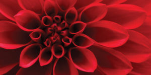 Close up of the center of a rich red dahlia in full bloom.