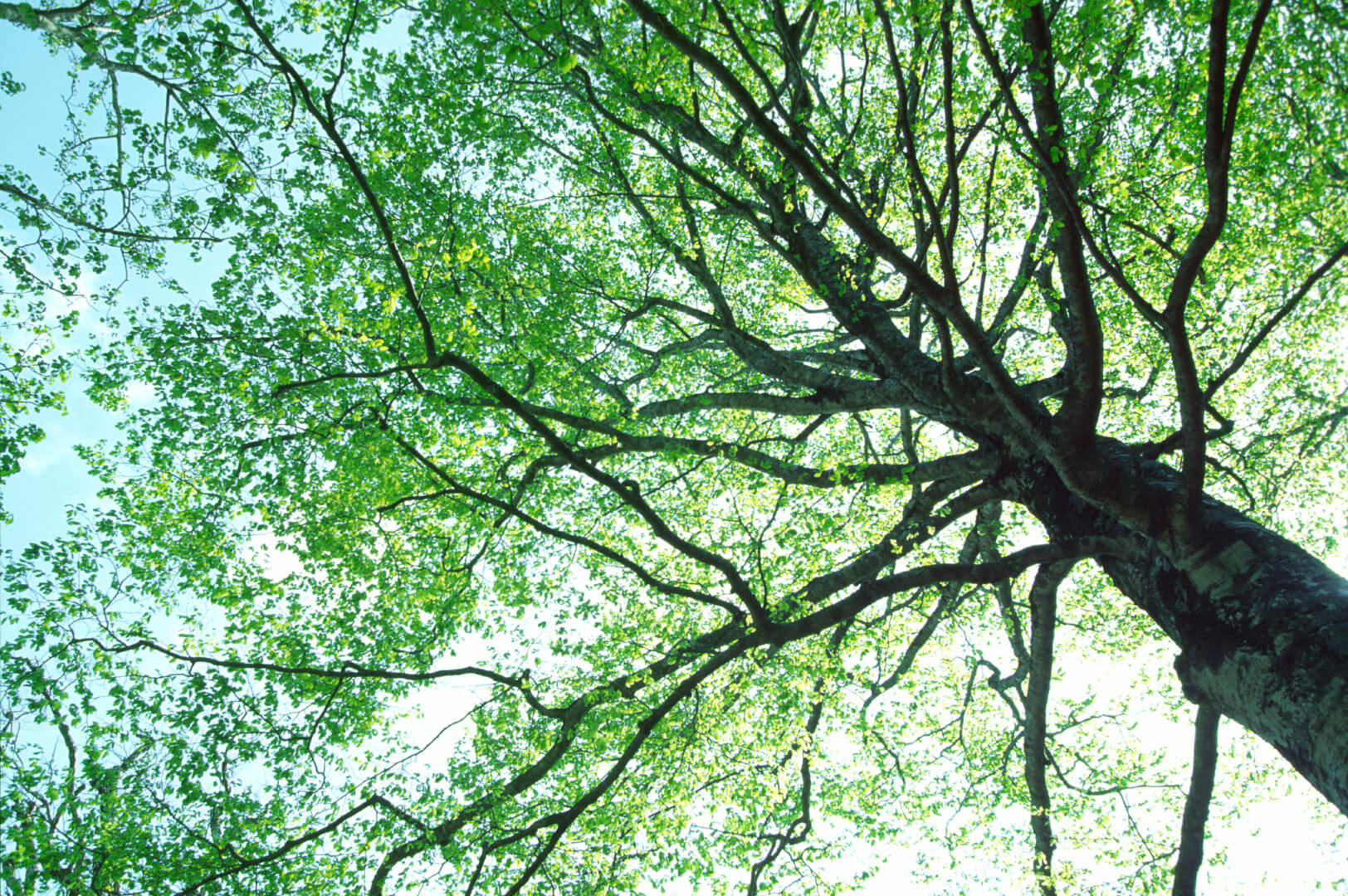 View looking up at the branches of a tall tree with the sky as a backdrop.