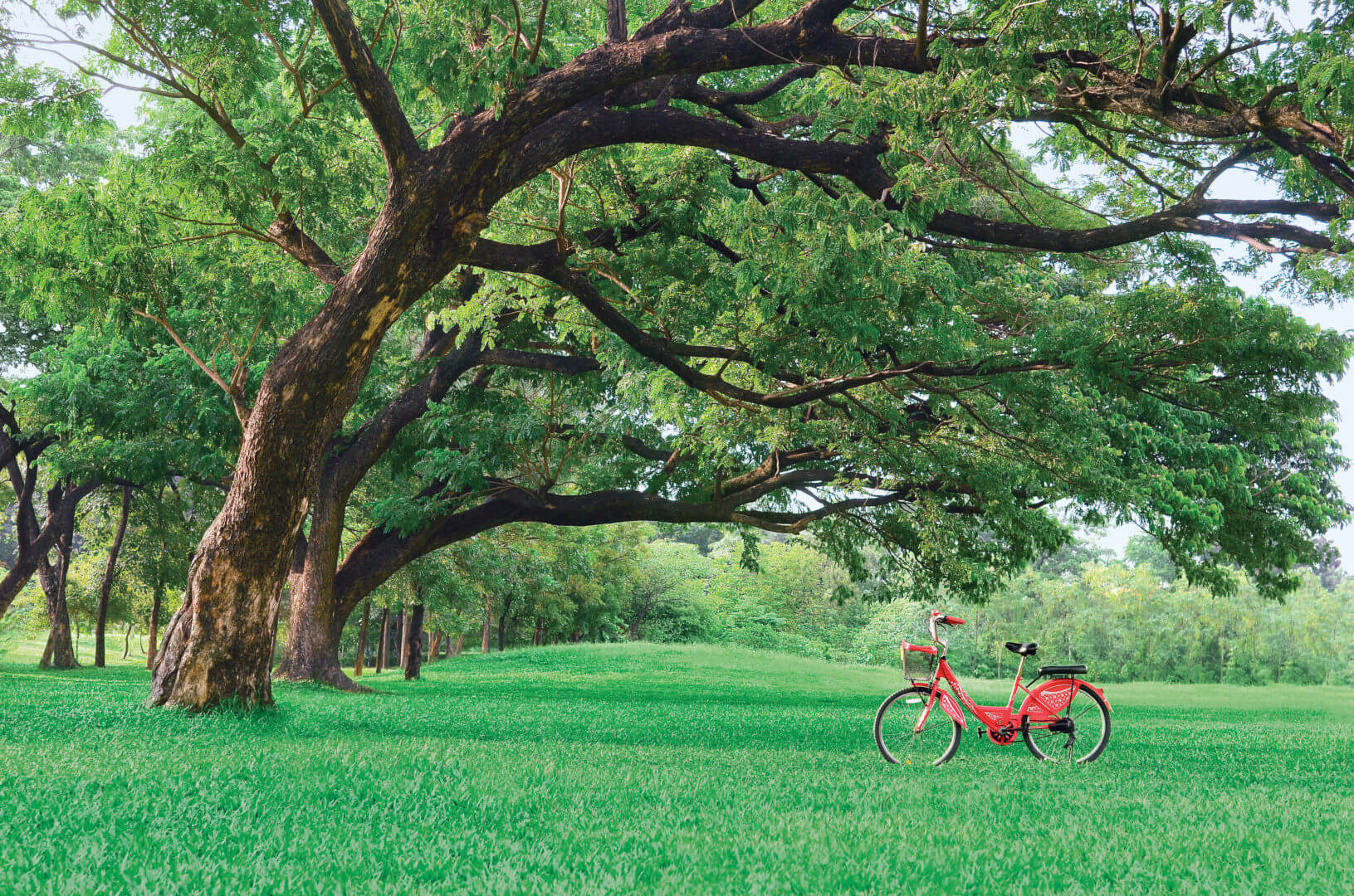 Red bike on green grass under over hanging trees.