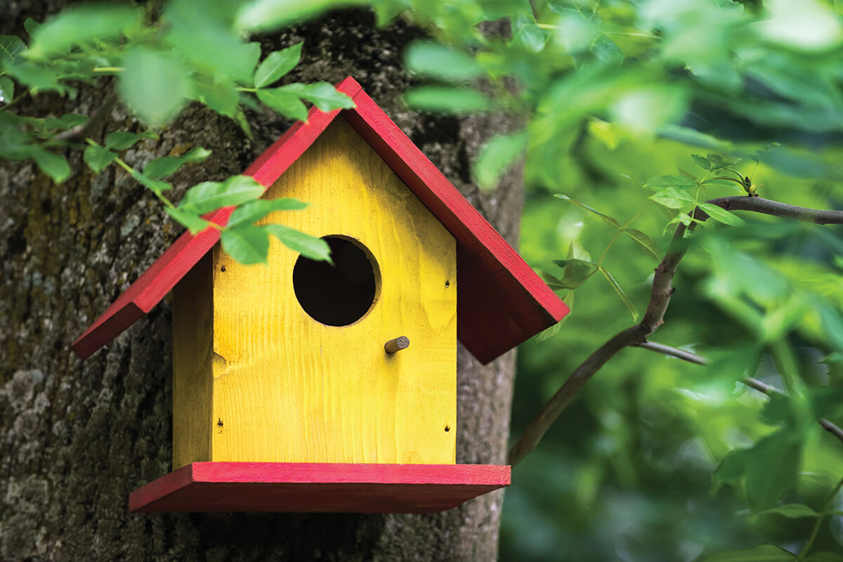 A red and yellow bird house lodged on the trunk of a summer tree in a forest.