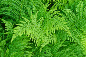 Luscious green wood ferns.