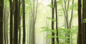 Tree tops in and early spring forest.