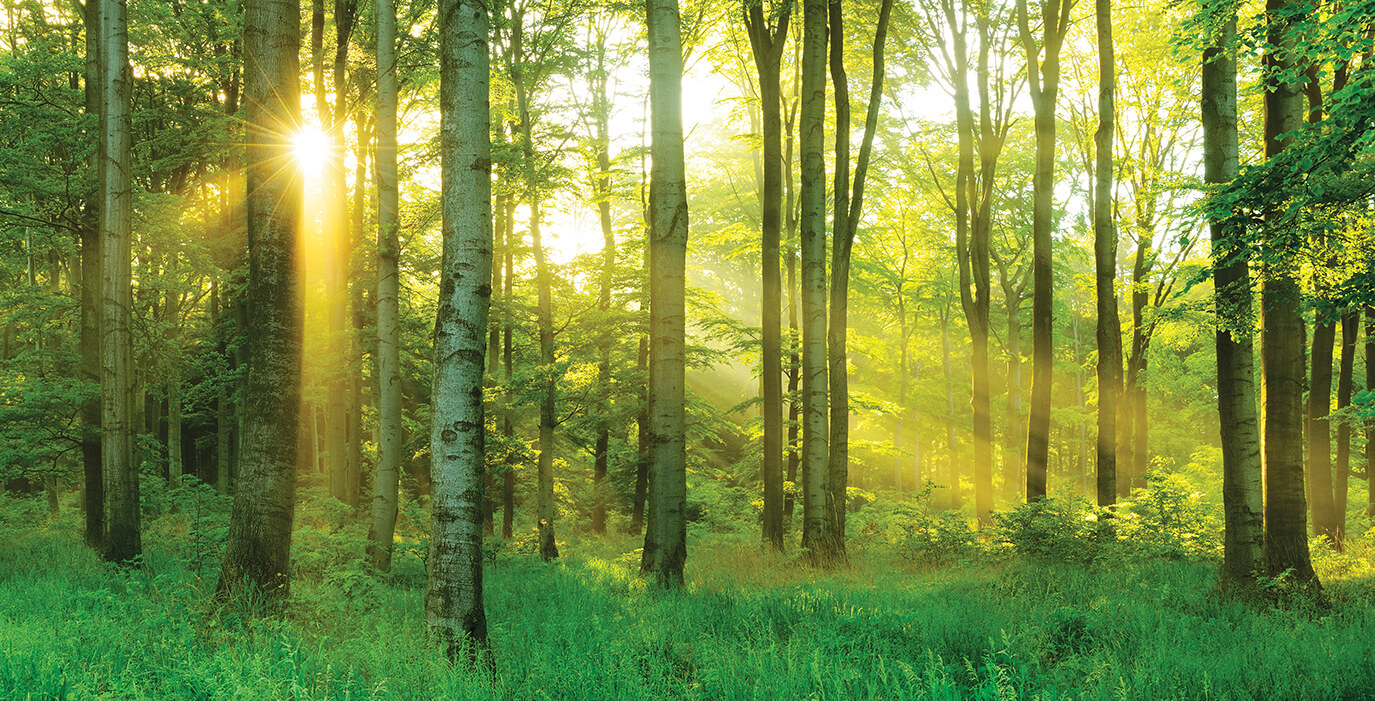 Sunlight streaming through the trees of a beech forest.