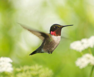 Close up of a ruby-throated hummingbird in flight over a grass field.