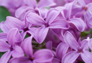 Purple lilacs up close.