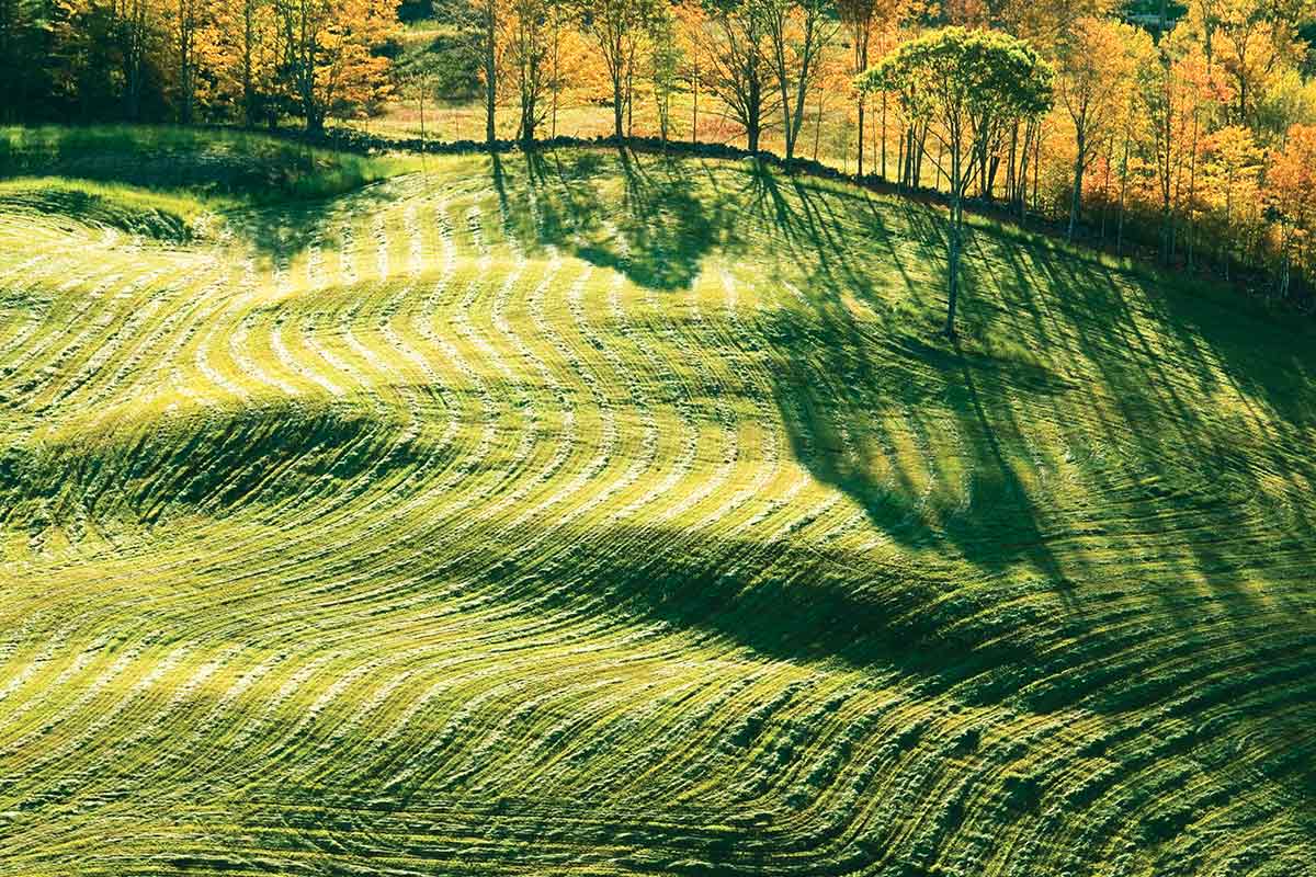 Open mown grass field bordered by young trees.