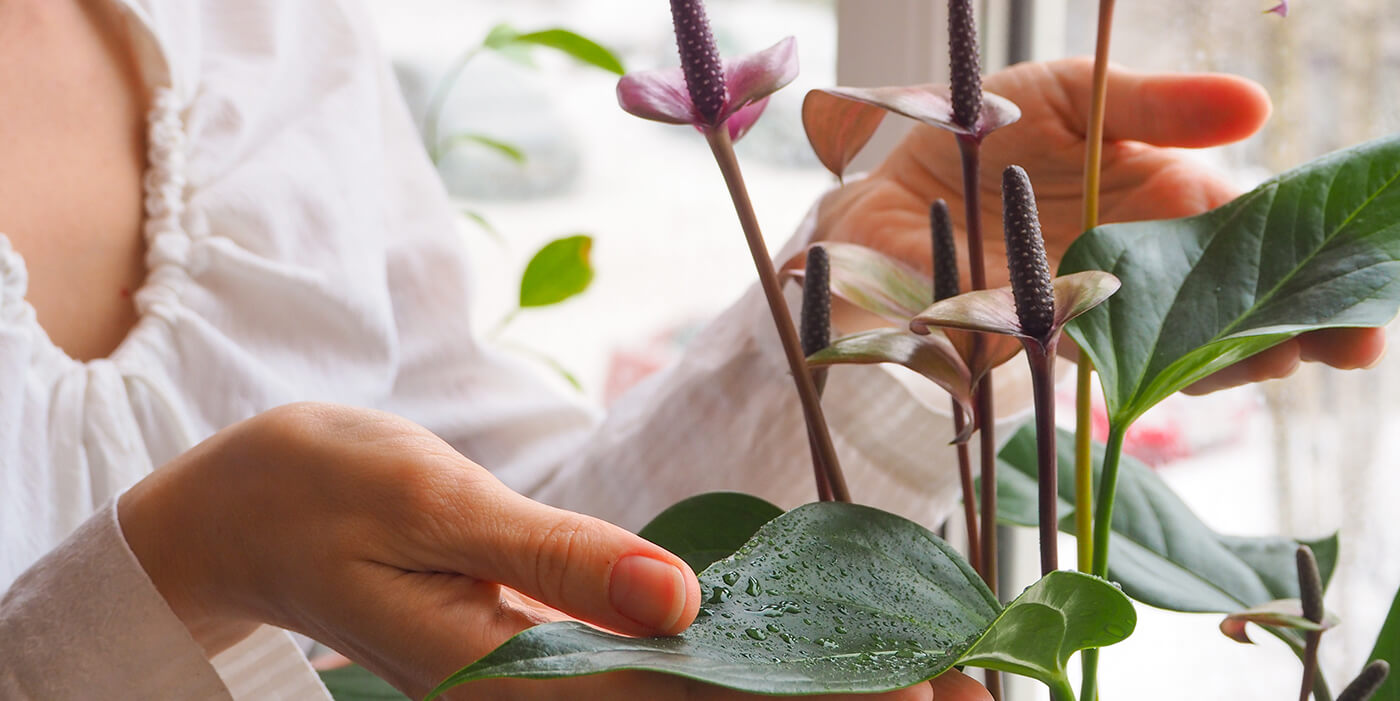 Woman holding her house plant's leaves.