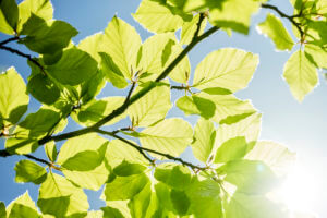 Sunlit tree leaves in spring against a blue sky.