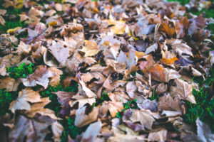 Grass and Leaves photo outdoors