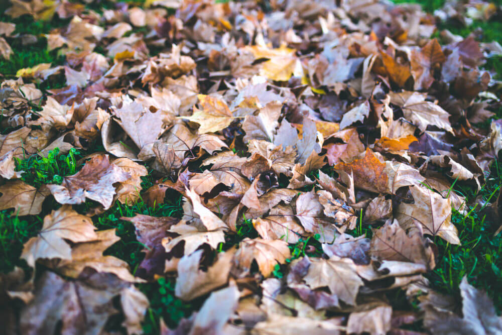 Grass and Leaves photo outdoors