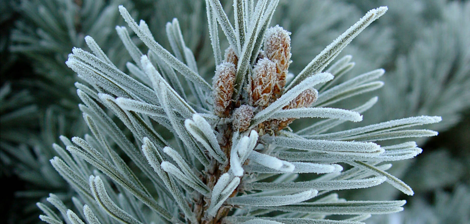 Blue spruce tree branch frosted with moisture.