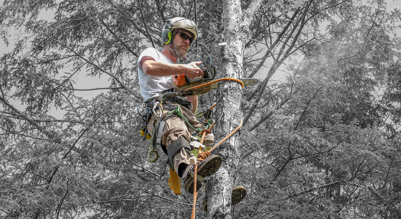 Climbing a tree for limbing in full safety gear.