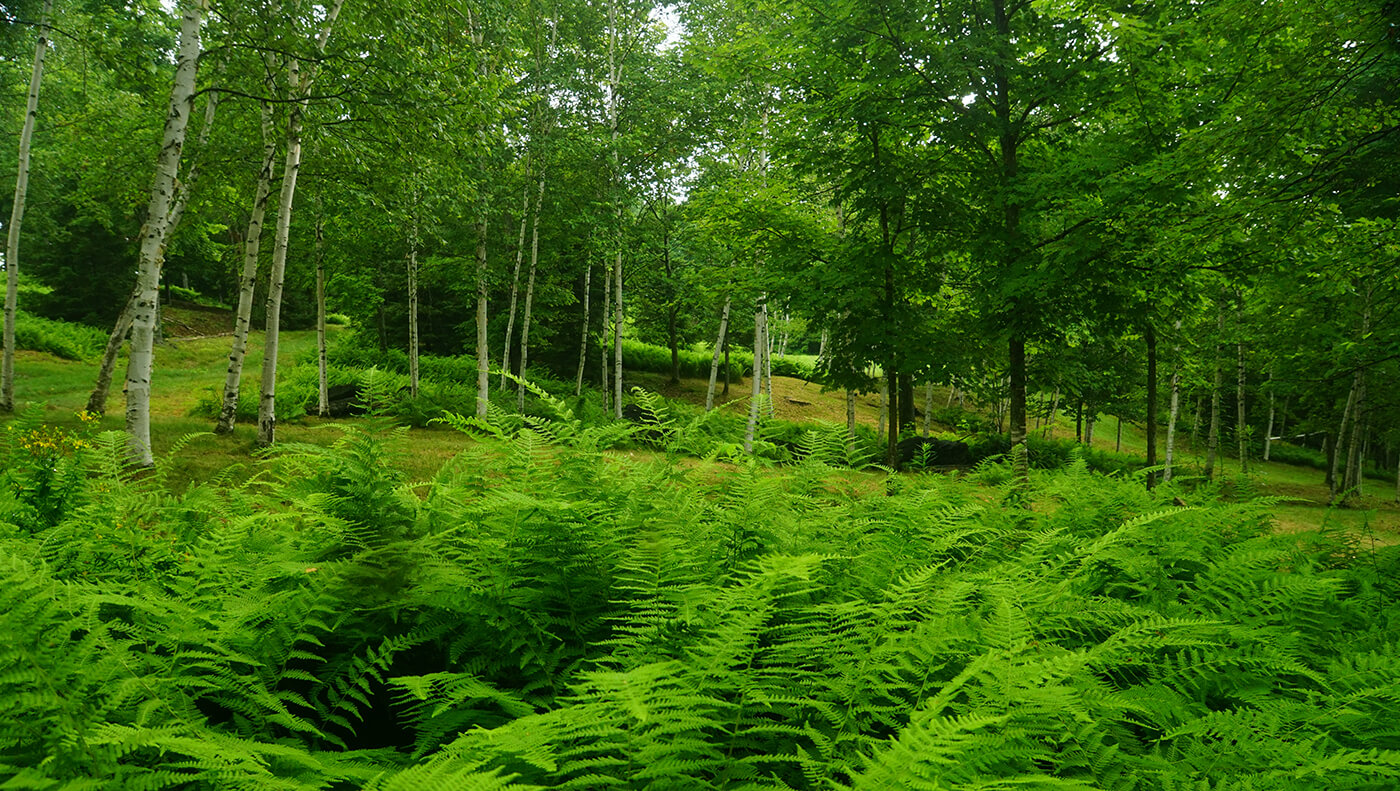 Land enhanced mix of ferns, woodlands and open space.