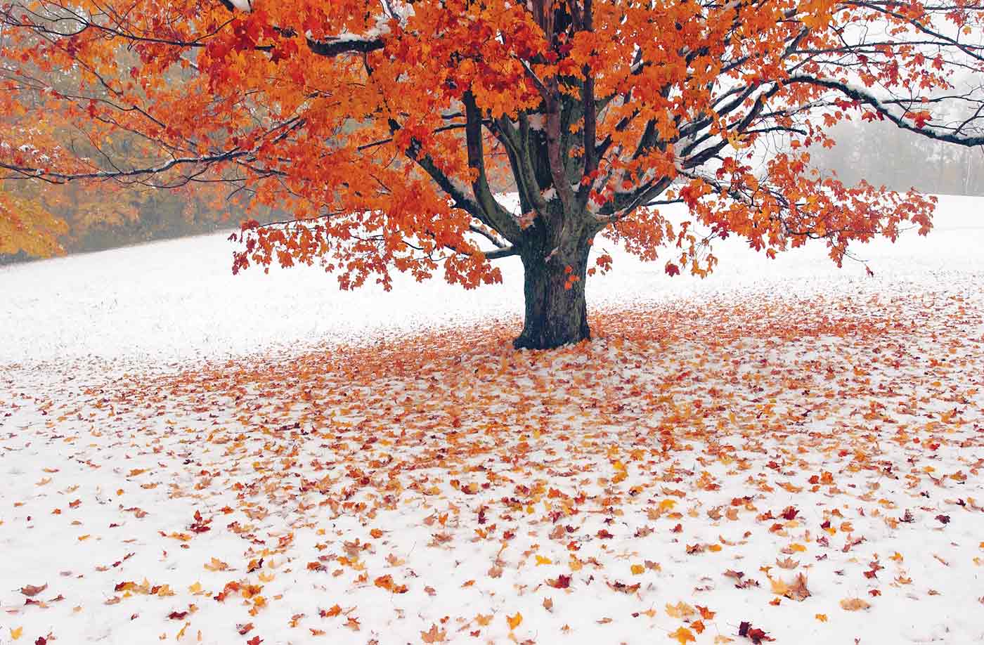 Bright orange and red fall maple tree on a hill with dropped leaves on an early snowfall.