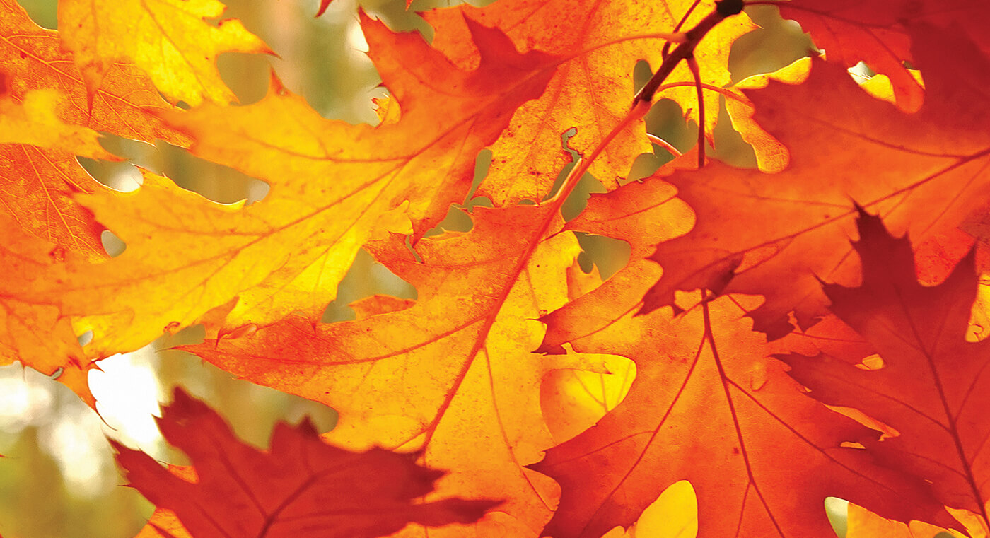 Closeup of brilliant red and gold oak leaves.