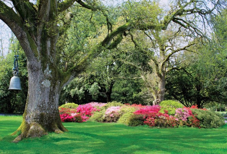 Spring Flowers in a Garden