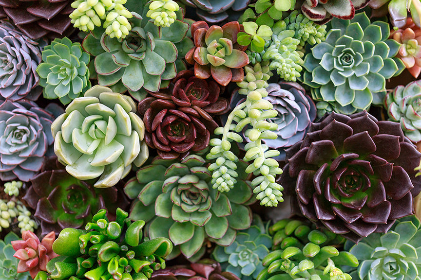 Closeup of colorful succulents in a garden.