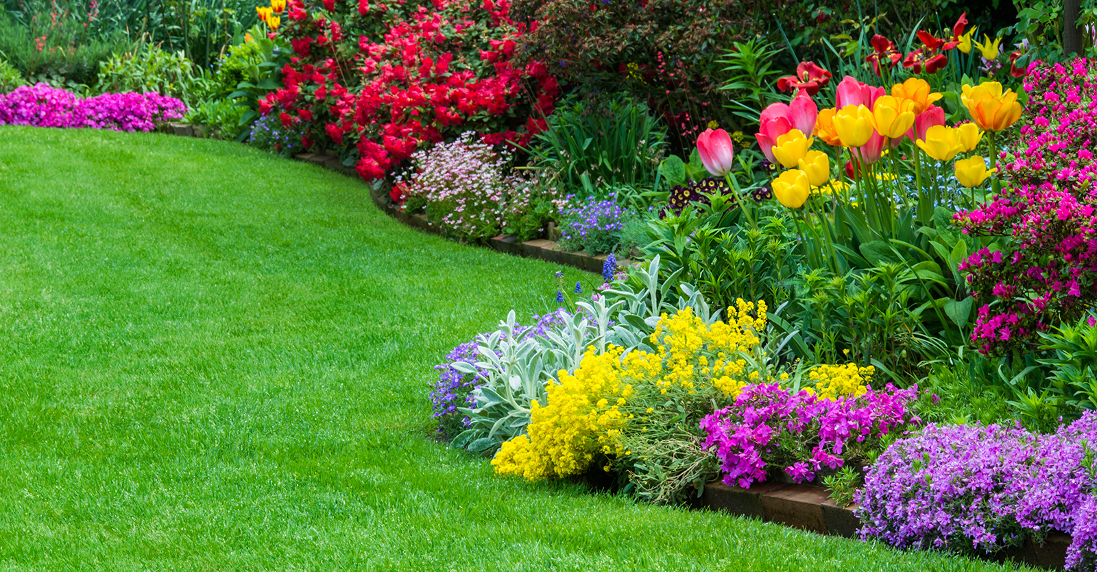 A colorful array of bright multi-colored flowers in a garden bordering a lawn.