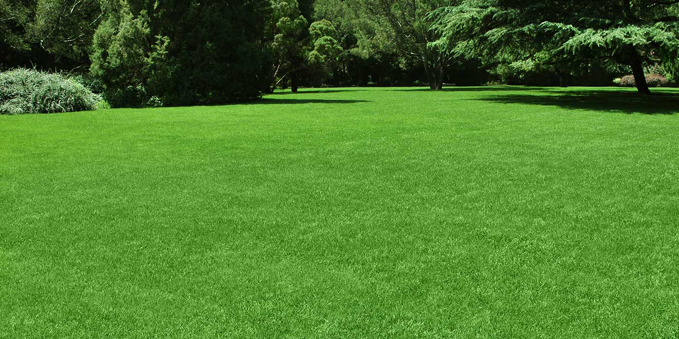 Beautiful green grass lawn in summer edged by trees.