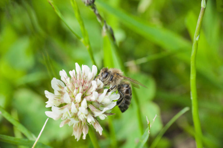 Bee collects nectar