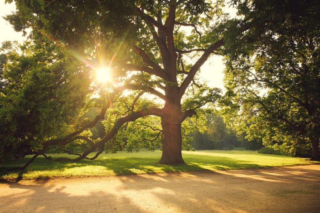 Big Tree with Sun Shining Through