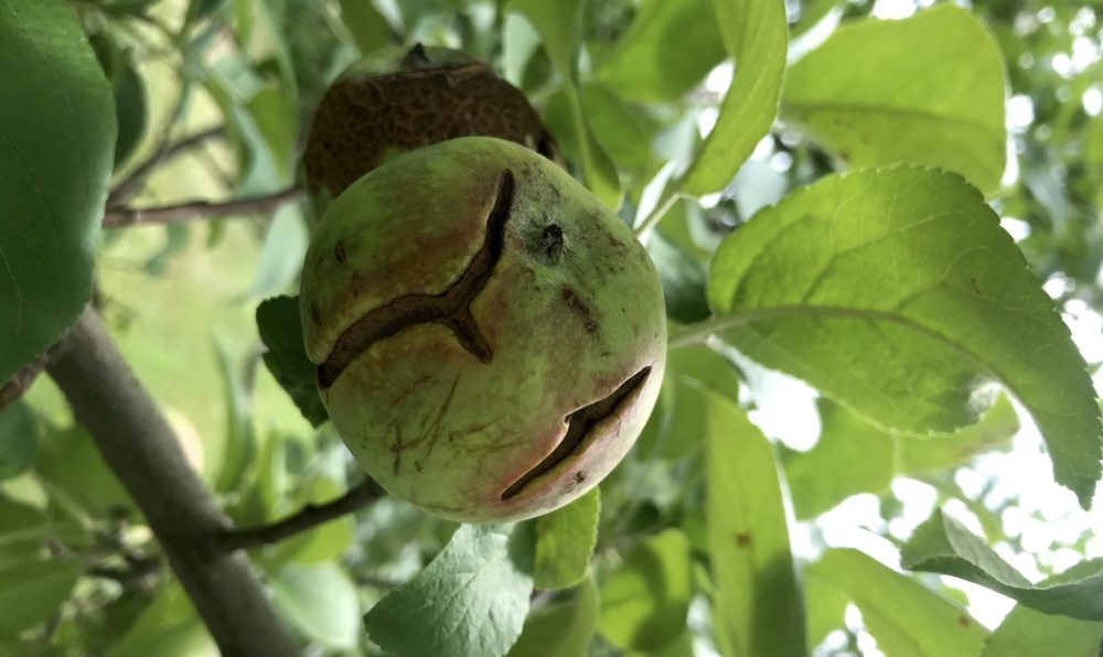 cracked apples