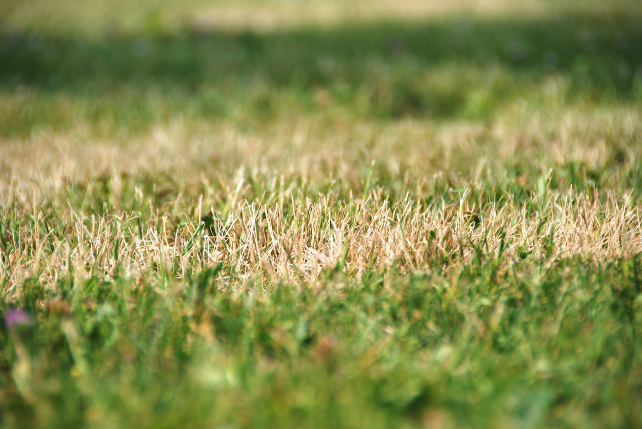 dry grass lawns