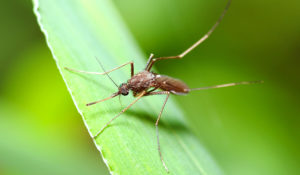 Close up view of a mosquito on a green leaf.
