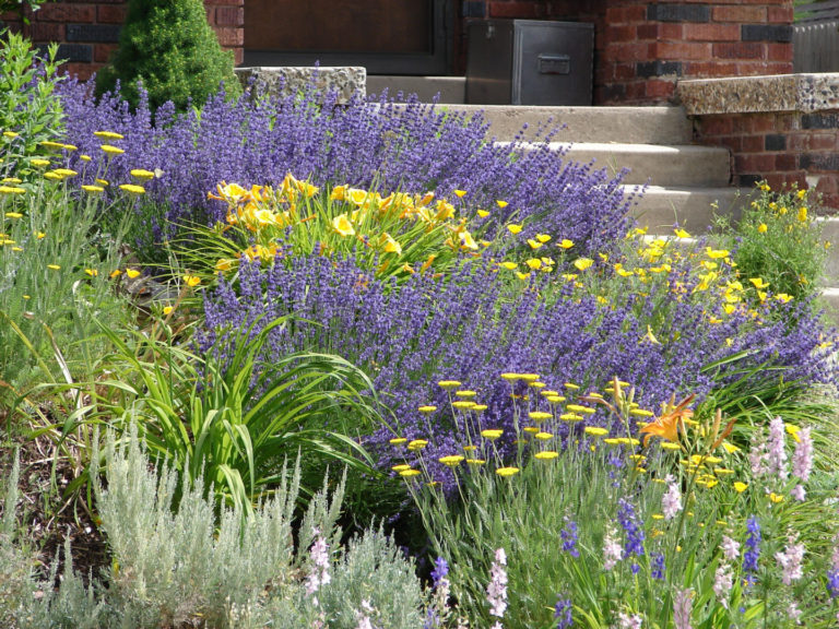 Xeriscape,Garden,Design,Flowers,Summer